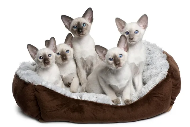 Siamese Kittens for Sale in Nevada: Breeders List 2026