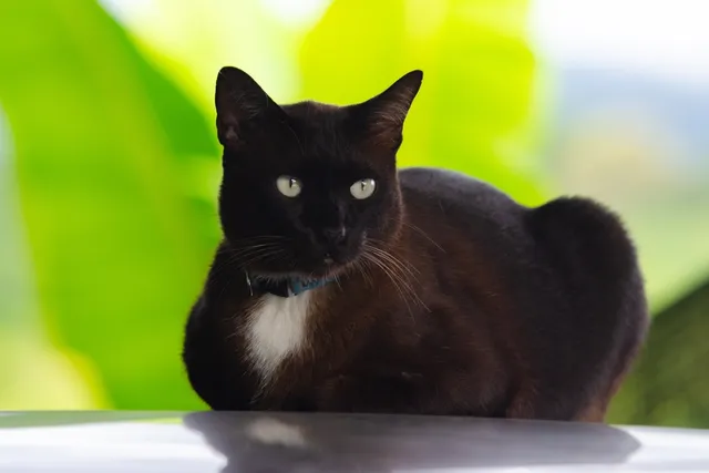 Korn Ja Cat Breed Info: Pictures, Temperament & Traits
