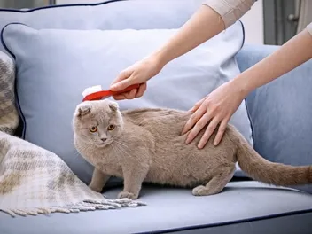 How to Brush a Cat That Doesn't Want to Be Brushed: Vet-Reviewed Step-by-Step Guide