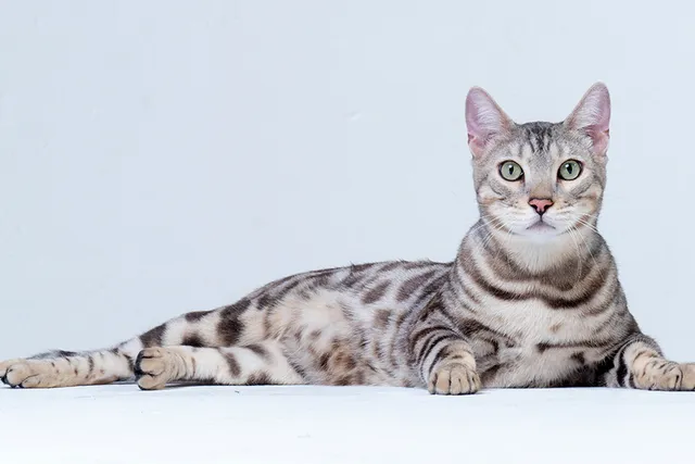 Is There a Link Between Cat Coat Color & Personality? 5 Commonalities