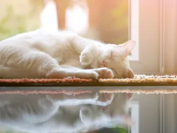 Paula Brown: Use Feng Shui to Increase Harmony, Health, and Love