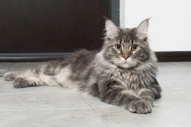 How Much Do Maine Coons Purr? Vet-Reviewed Facts & Info