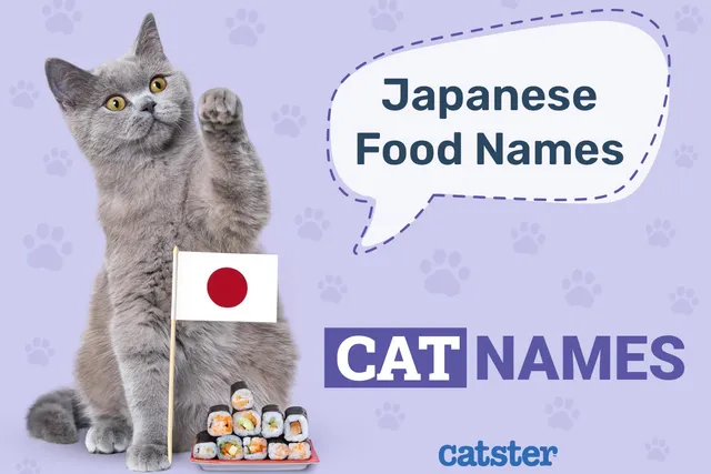 Japanese Food Names For Cats: 187 Great Ideas for Your Pet