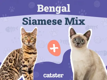 Bengal Siamese Mix: Info, Pictures, Care, Traits & More
