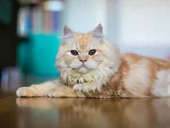 18 Vet-Verified Persian Cat Colors & Patterns (With Pictures)