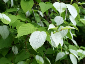 Is Silvervine for Cats Better Than Catnip? Vet-Approved Facts & FAQ