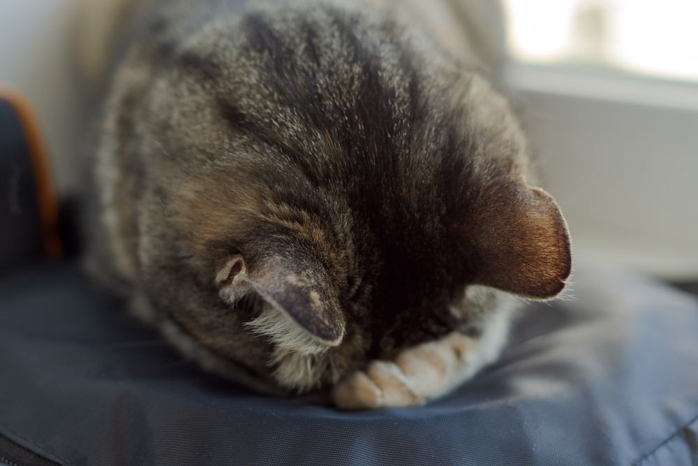 cat-sleeping-with-their-face-down
