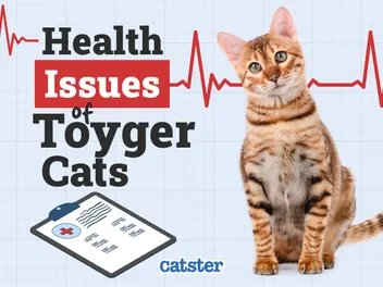 Toyger Cat Health Problems: 7 Vet-Reviewed Issues