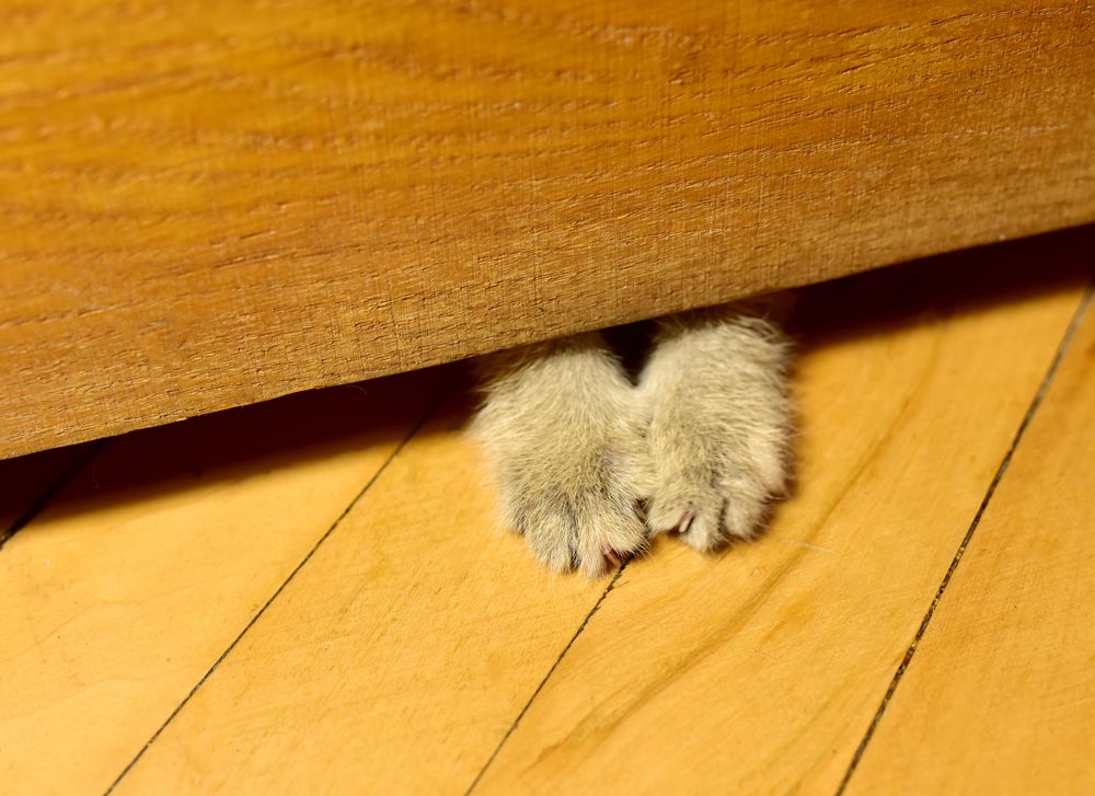 cat paws under the door