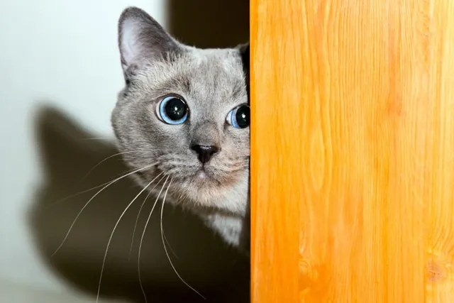 My Cat Is Scared of Something I Can't See: Common Causes & Vet-Approved Advice