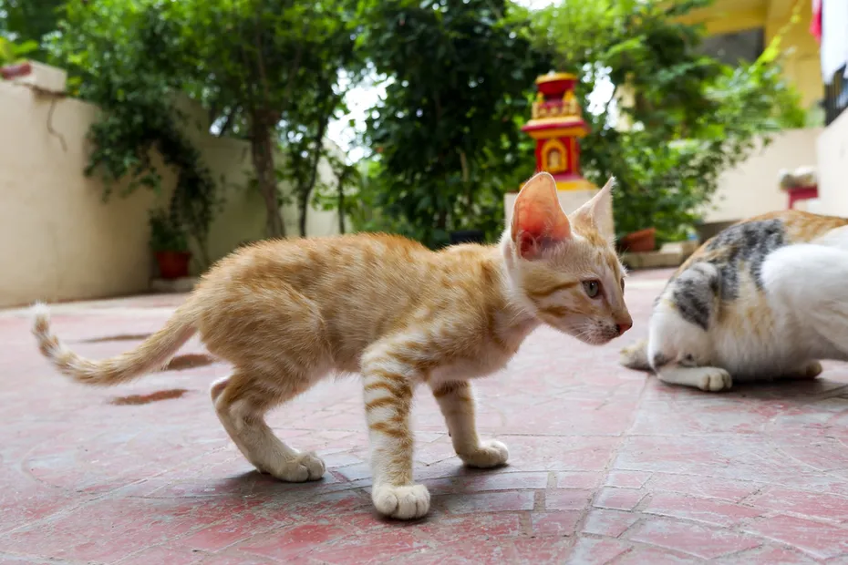Arabian Mau Kitten