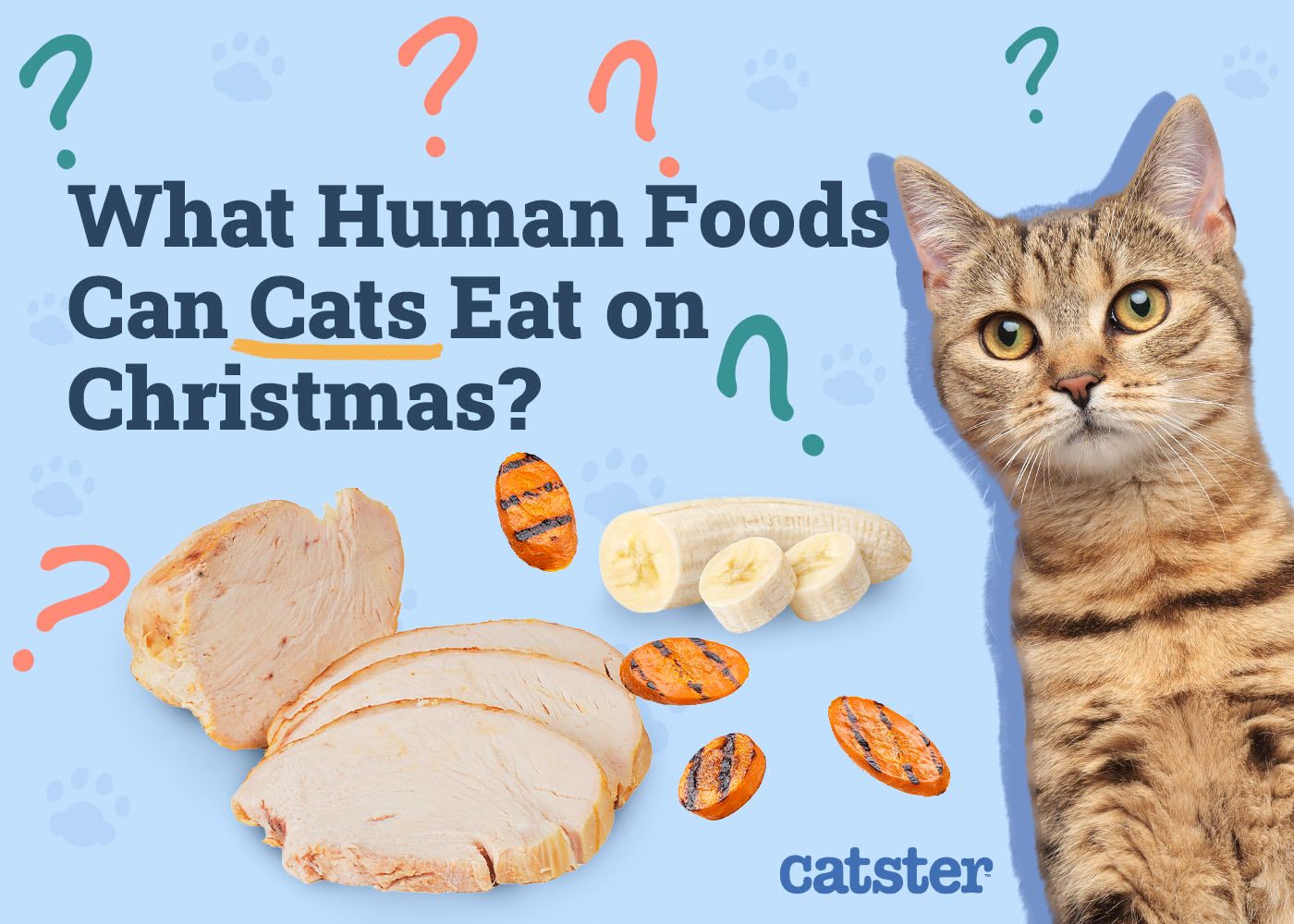What Human Foods Can My Cat Eat on Christmas? 10 Good Options