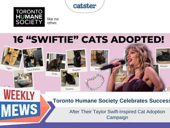 Toronto Humane Society Celebrates Success of Taylor Swift-Inspired Cat Adoption Campaign