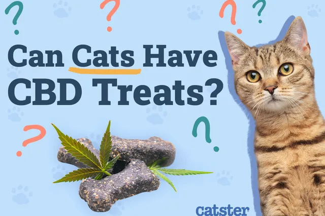 Can Cats Have CBD Treats? Vet-Verified Safety & Benefits Explained