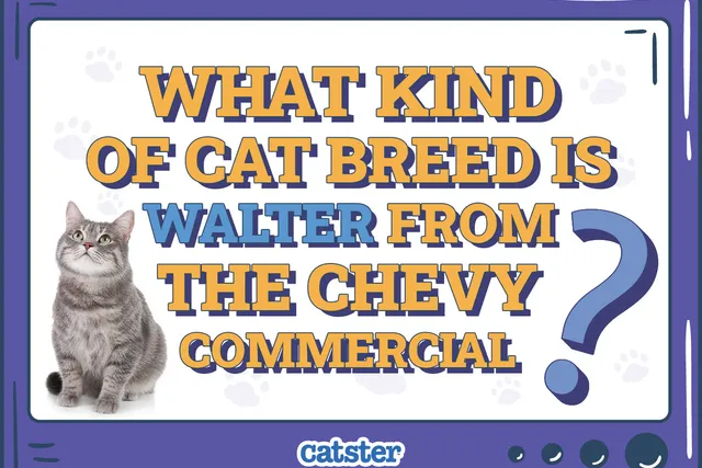 What Kind of Cat Breed Is Walter from the Chevy Commercial? Feline History on the Media