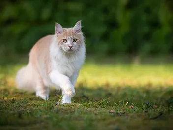 Why is My Cat Pacing? 8 Vet-Verified Reasons & How You Can Help