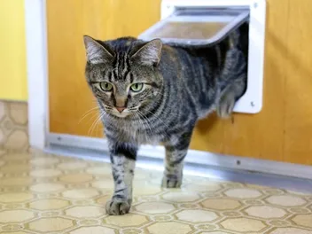 5 Best Cat Doors for Cold Weather in 2026 – Reviews & Top Picks