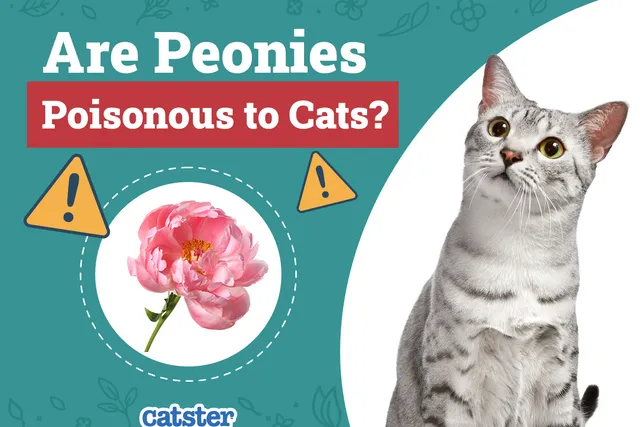 Are Peonies Poisonous to Cats? Vet-Verified Risks & Safety Tips