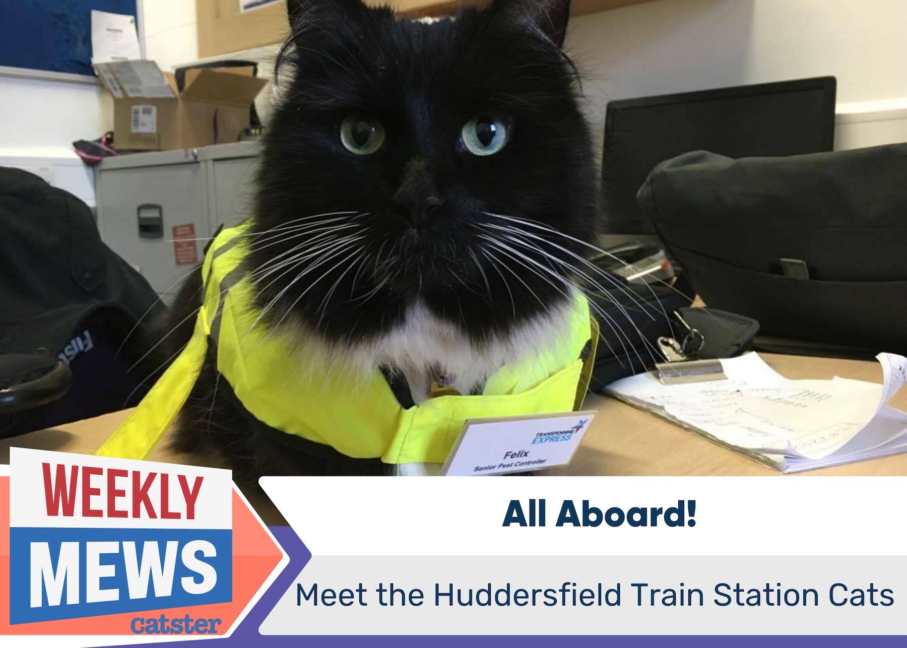Weekly Mews Huddersfield Train Station Cats
