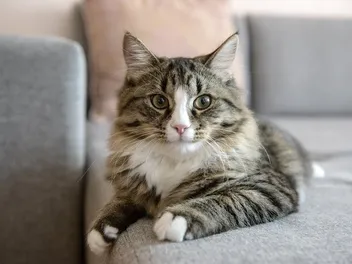 10 Cat-Friendly Couch & Furniture Fabrics for Cat Hair and Claws
