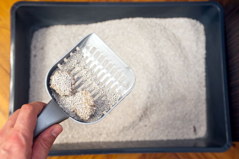man holding a plastic shovel is removing cat poop from the litter