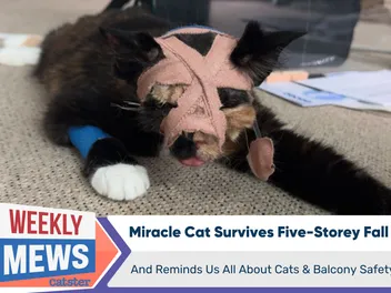 Miracle Cat Survives Five-Storey Fall