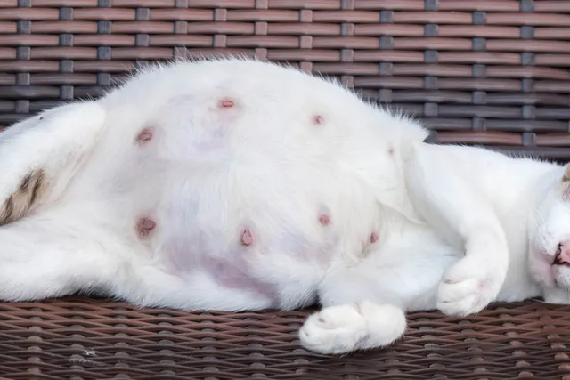 How Do Cats Give Birth? (Vet Approved Pregnancy & Labor Facts)