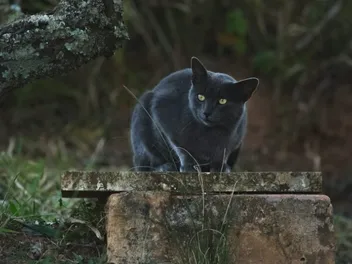 Are Black Cats in Danger on Halloween? The Real Problem Explained