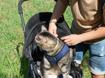 3 Amazing DIY Cat Stroller Plans You Can Create at Home (With Pictures)