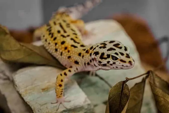 Are Geckos Poisonous to Cats? Vet-Reviewed Dangers & FAQ