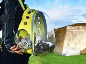 8 Best Cat Backpacks in 2026 - Reviews & Top Picks
