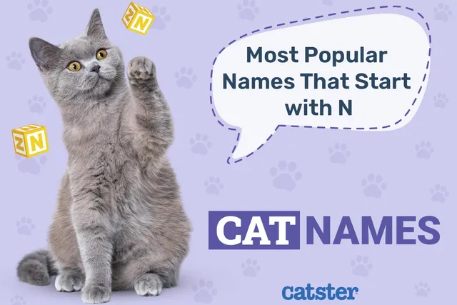 Most Popular Cat Names That Start With N in 2026