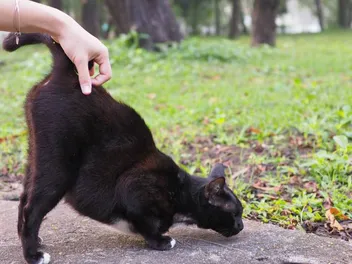 Why Do Cats Show You Their Butt? 6 Vet-Reviewed Reasons