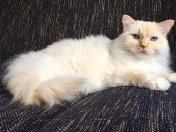 What Do Cats Think About All Day? Facts & FAQ
