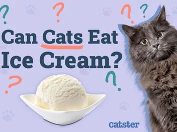 Can Cats Eat Ice Cream? Vet Approved Facts & Alternatives
