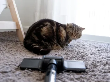 8 Common Household Items That Scare Cats