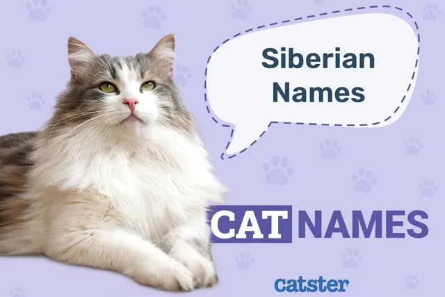 250+ Siberian Cat Names: Ideas for Your Northern Kitty
