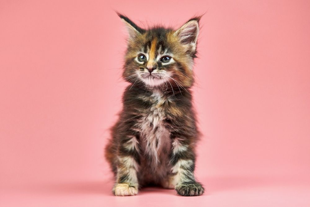 Maine coon tortoiseshell kitten