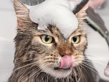 8 Best Flea Shampoos for Cats in 2026 - Reviews & Top Picks