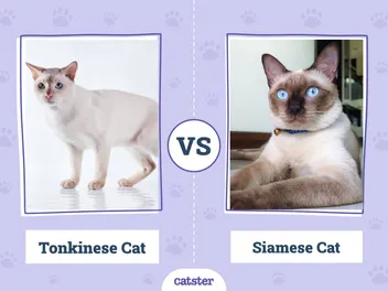 Tonkinese vs Siamese Cat: What's The Difference? (With Pictures)