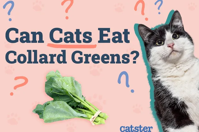 Can Cats Eat Collard Greens? Vet-Approved Nutrition Advice