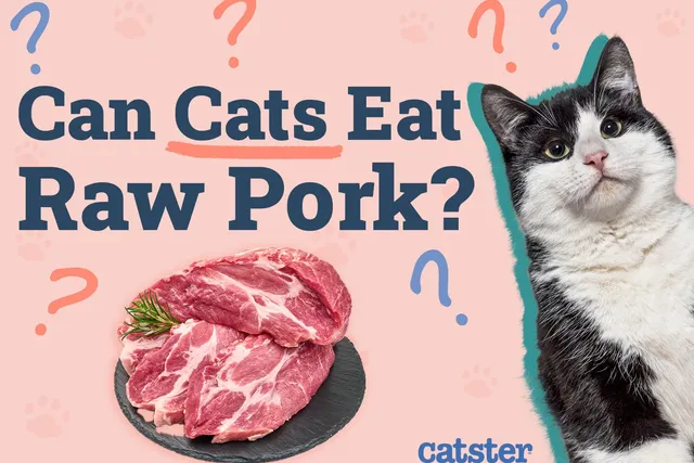 Can Cats Eat Raw Pork? Vet-Reviewed Facts & FAQ