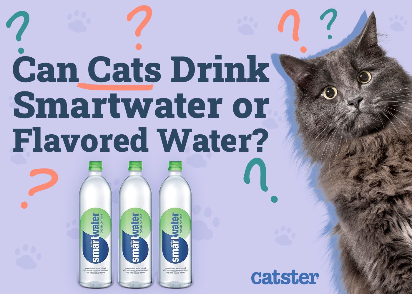 Can Cats Drink Smartwater or Flavored Water