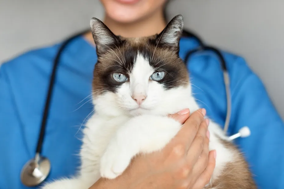 vet holding a cat