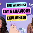 Chatting About Weird Cat Behaviors, Hissing, & Cats Who Hump | Chatty Cattys, Episode 37