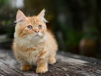 18 Small Cat Breeds That Stay Small & Kitten-Like (With Info & Pictures)