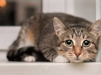Scaredy Cat Meaning: Examples & History of the Phrase