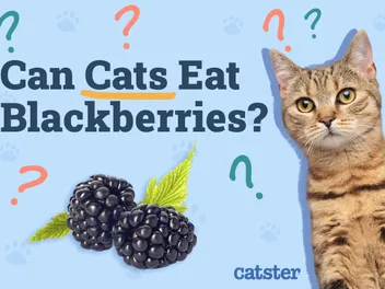 Can Cats Eat Blackberries? Vet-Reviewed Facts & Safety Information