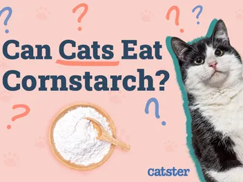 Can Cats Eat Cornstarch? Vet-Reviewed Health Risks & Advice