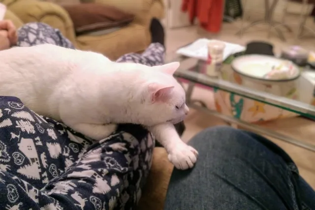 Conversion Therapy with Clutch: Turning Cat Haters Into Cat Lovers